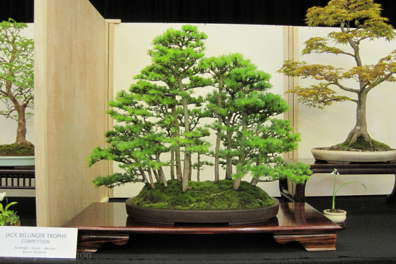 larch group bonsai
